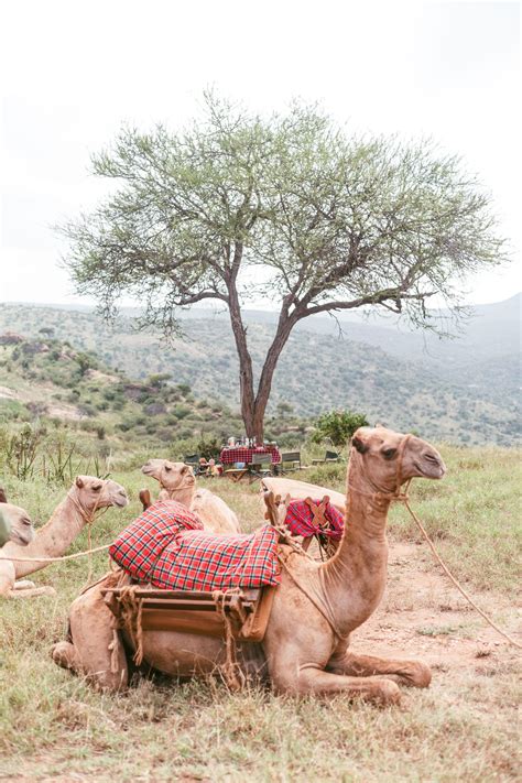 Luxury Safari Kenya in Eight Nights - SmartFlyer