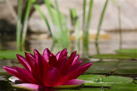 deep red water lily | Pond plants, Red water, Plants