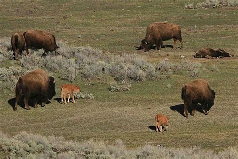 Bison calves in Yellowstone | Scenic pictures, National parks, Yellowstone national park