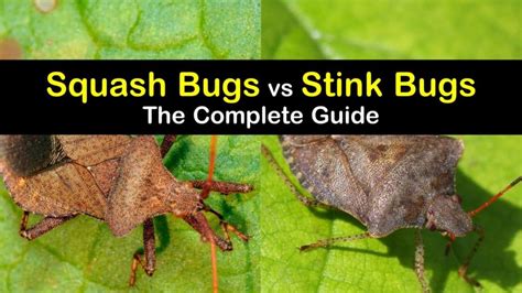 Are Squash Bugs and Stink Bugs the Same