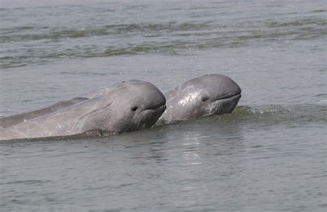 Irrawaddy Dolphins Get Help from an Ancient Cambodian Folktale - Atlas Obscura