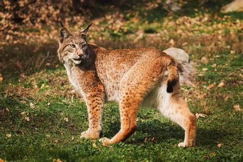 Bobcat Size Comparison Vs. Other Cats & Humans [Facts]