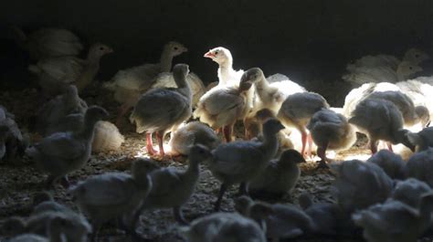 Indiana bird flu case puts US chicken, turkey farms on high alert