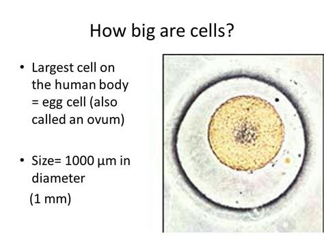 Name the largest and longest cell in human body. - Brainly.in