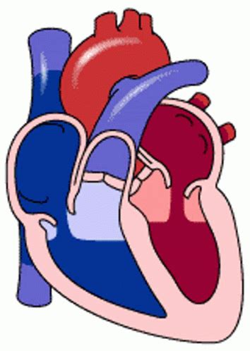 Heart Heart Pumping GIF - Heart Heart Pumping Blood - Descubrir y ...