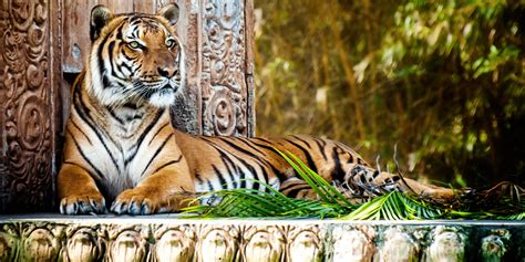 Interesting Facts About Malayan Tigers | Blog - Cattitude