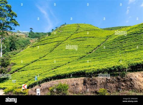 Nuwara Eliya tea fields of Sri Lanka Stock Photo - Alamy