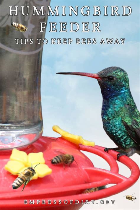 How to Feed Hummingbirds Without Attracting Bees — Empress of Dirt