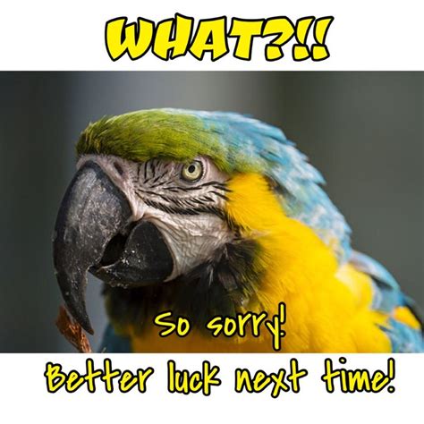 Pin by Marlana Fury on Memes ~ Parrots | Animals, Parrot, Memes