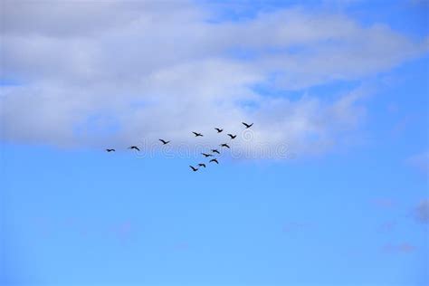 Flock of Birds Flying in V-formation Stock Image - Image of hunting, background: 156740567