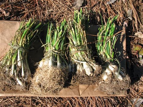 Sensible Survival: Caring for Onion Sets Prior to Planting