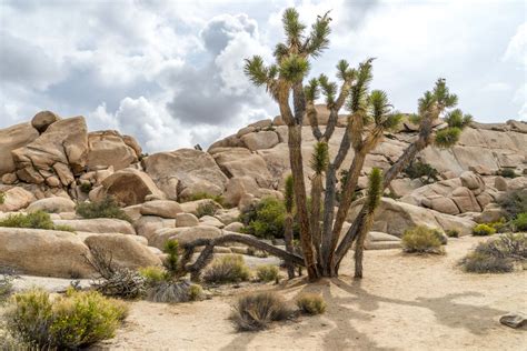 Joshua Tree National Park Hiking Guide, California, USA