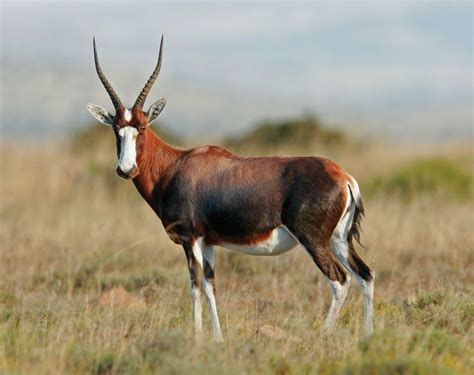 Blesbok | African Antelope, Conservation Status & Habitat | Britannica