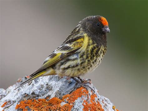 Red Fronted Serin | Lee's Exotic Birds