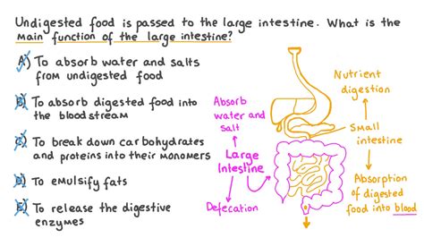 Large Intestine Parts And Functions | Bruin Blog