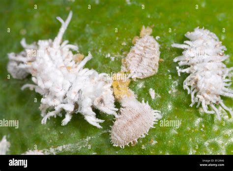 Cryptolaemus ladybird beetle larvae attacking citrus mealybugs Stock ...