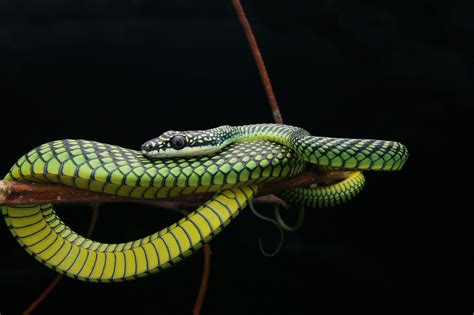 Mystery of how flying snakes move is solved by scientists