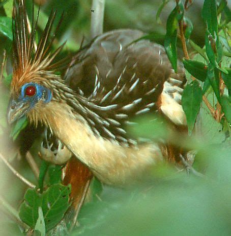 Hoatzin | Ископаемые, Птицы, Ящерица