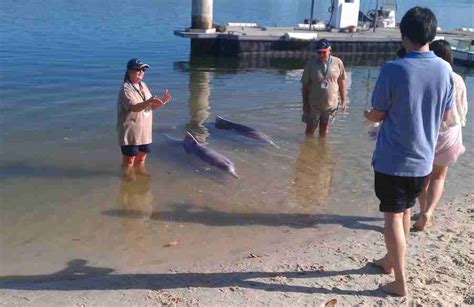 Where Can I Feed Dolphins At Tin Can Bay?