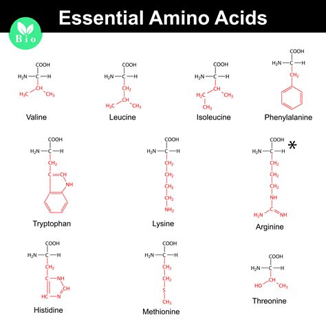 Amino acids info