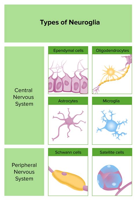 Types Of Neuroglial Cells