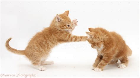 Ginger kittens play-fighting photo WP27915