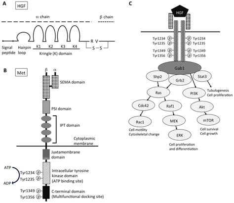 Biological roles of hepatocyte growth factor‑Met signaling from genetically modified animals ...