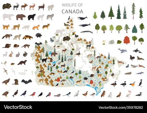 Flat design canada wildlife animals birds Vector Image