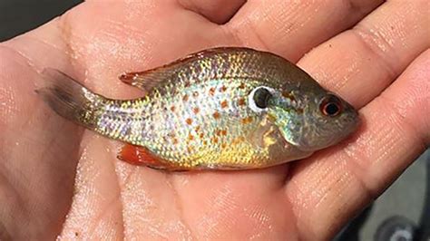 8 Commonly Misidentified Sunfish Species - Wired2Fish.com