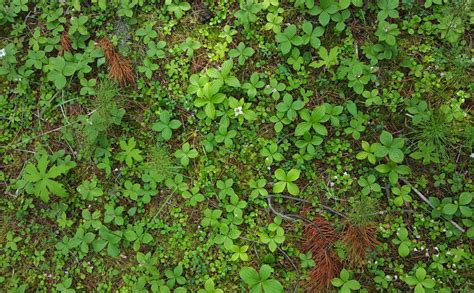 forest floor texture by bouvs on DeviantArt