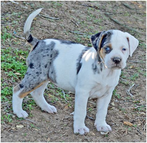 Catahoula Bulldog - Breeders, Puppies, Pictures, Facts, lifespan ...