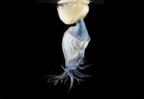 Slideshow: Meet the Neuston, the Diverse Organisms Living at the Ocean's Surface | TS Digest ...