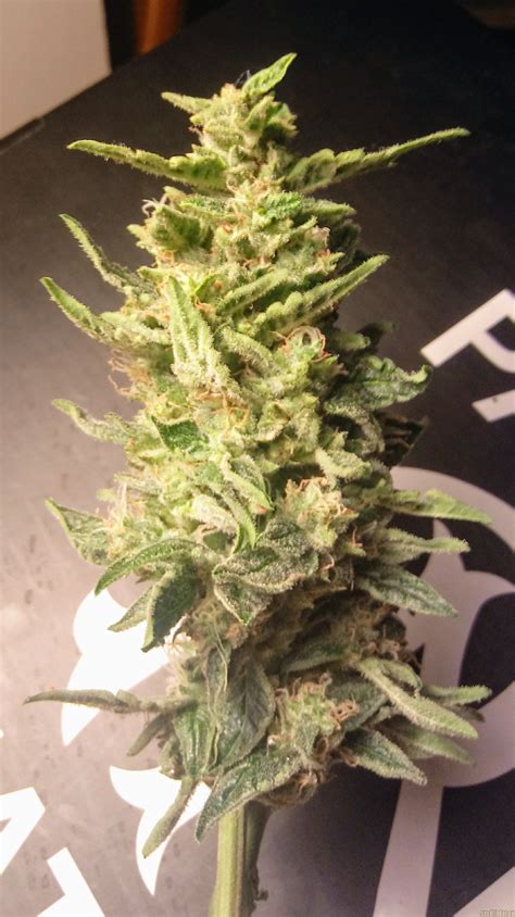 Sour Hound (Mephisto Genetics) :: Cannabis Strain Info