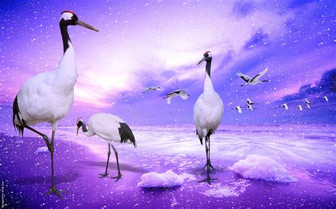 Red-crowned crane paradise wallpaper | animals | Wallpaper Better