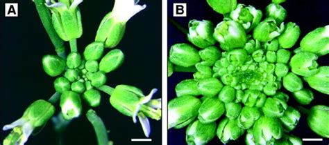 Let's talk about meristems – the driving forces of plant growth | CEPLAS