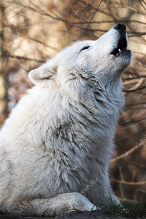 Howling white wolf Stock Photo by ©EBFoto 118493858