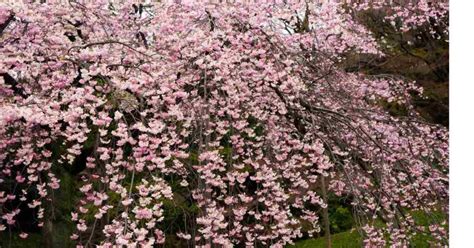 The Alluring Charm of Dwarf Weeping Redbud Tree: 4 Varieties Unveiled