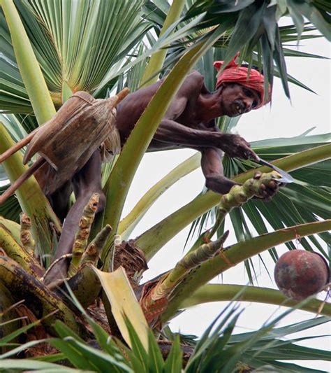 Sri Lanka Toddy Tapping | Toddy Tapping Sri Lanka | Toddy Tapping in Sri Lanka