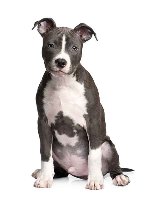 Female Pit Bull Names That Your Girl Will Love