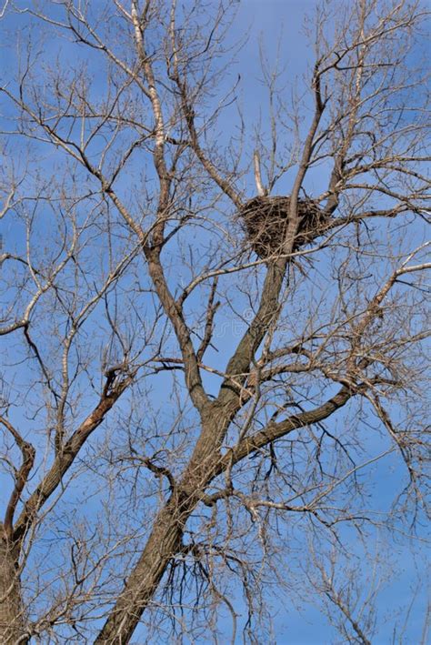 1,627 Bald Eagle Nest Stock Photos - Free & Royalty-Free Stock Photos from Dreamstime