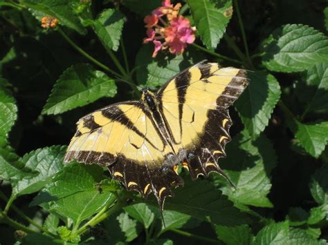 Botanical Gardens Huntsville Al Butterfly House – Beautiful Flower ...