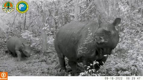 Two calves of endangered Javan rhinos spotted in Indonesia | Reuters