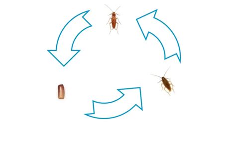 What Does a German Roach Look Like? | German vs American Roach