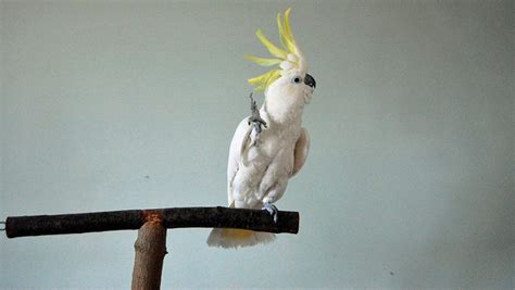 [VIDEO] Snowball the dancing cockatoo | Dawn Productions