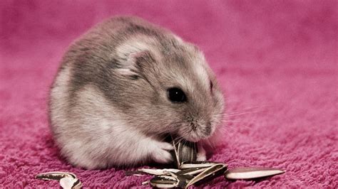 Brown hamster eating sunflower seeds HD wallpaper | Wallpaper Flare