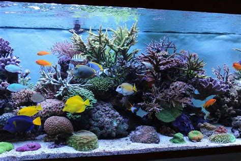 Amazing 300 gallon reef tank | Saltwater tank, Salt water fish, Fish tank