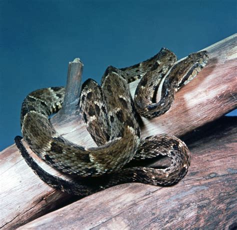 Fer-de-lance | Venomous Species, Habitat & Diet | Britannica