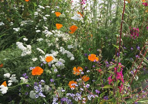 Some California Native Wildflowers to Grow from Seed - Native Plant ...