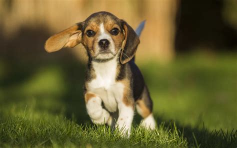 Adorable Beagle Puppy HD Wallpaper by Marlen Mandel