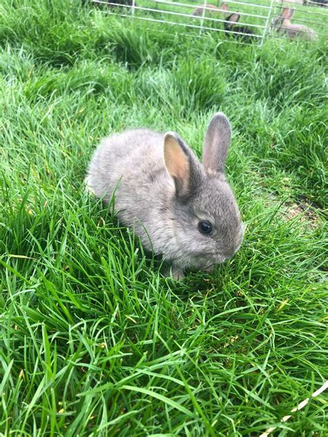 8 adorable baby bunnies for sale | in Bexleyheath, London | Gumtree